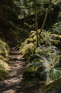 Hoh River Trail
